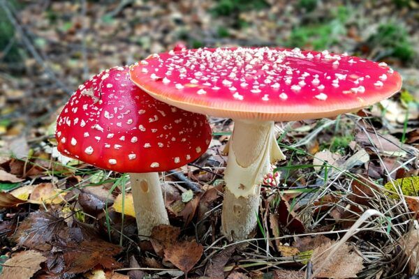 Funghi-Amanita-Muscaria