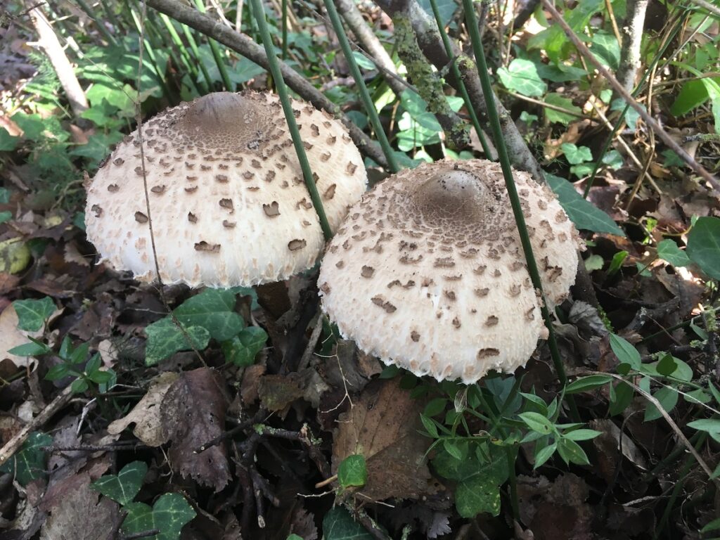 funghi