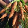 carota novella di Ispica Igp