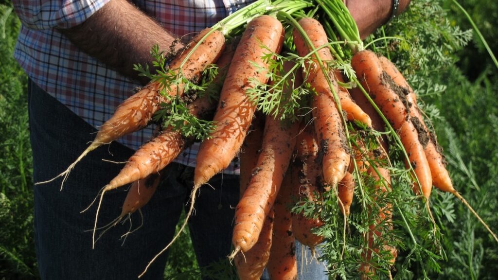 carota novella di Ispica Igp