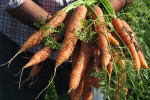 carota novella di Ispica Igp