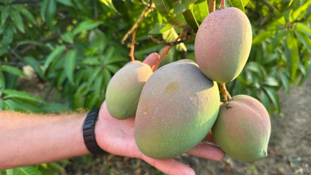 Tropicalia - le vie del mango