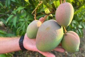 Tropicalia - le vie del mango